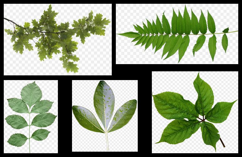 Several photographs of leaves on transparent backgrounds emphasizing the variety of compound leaf types.