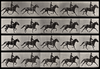 5x4 grid of animation frames of a horse running with a rider